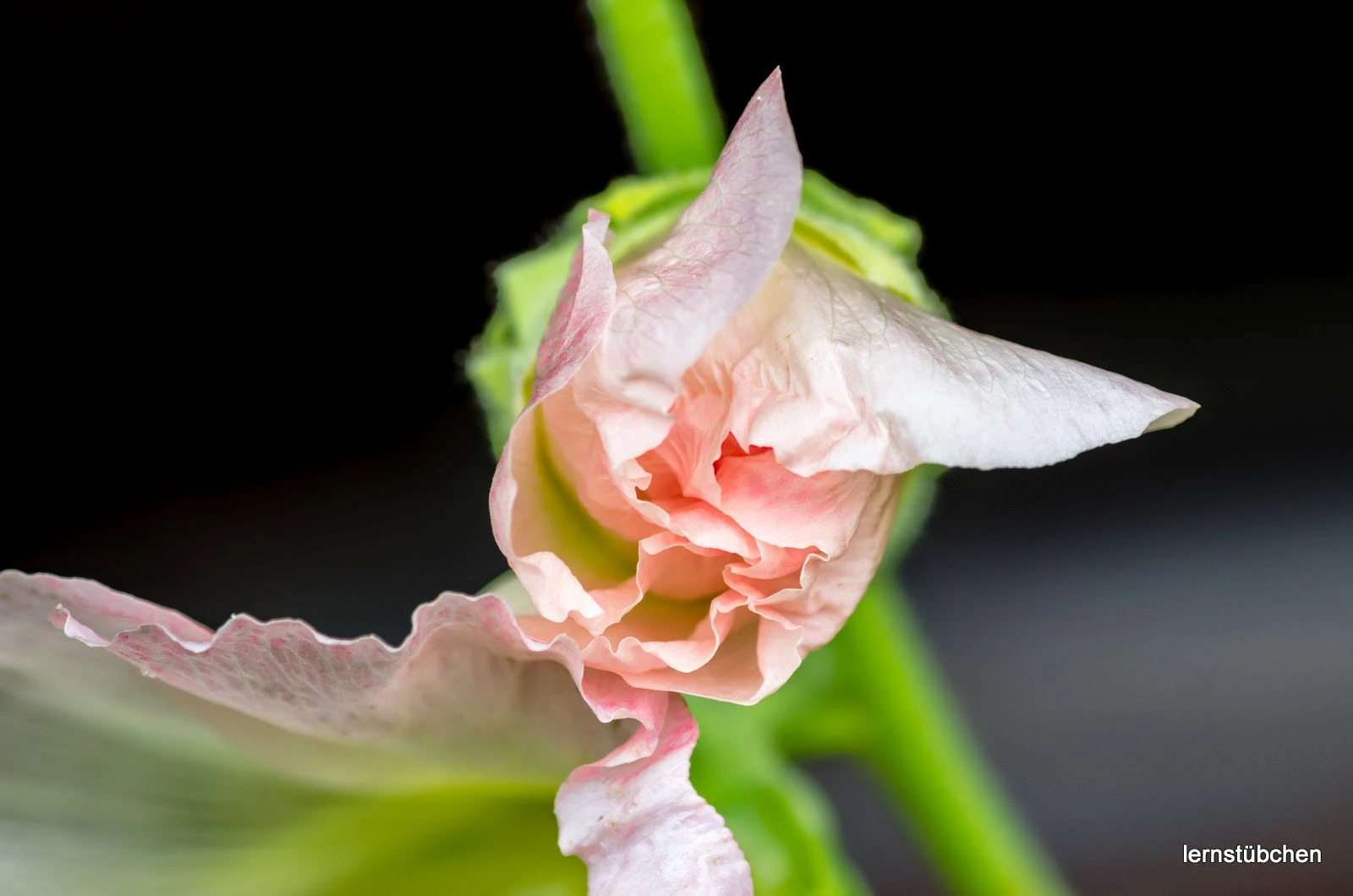 pinke Rose.jpeg